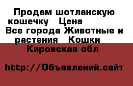 Продам шотланскую кошечку › Цена ­ 10 000 - Все города Животные и растения » Кошки   . Кировская обл.